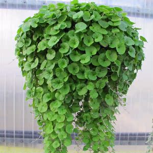 马蹄金盆栽垂吊观叶植物多年生四季常绿室内客厅阳台绿植花卉包邮