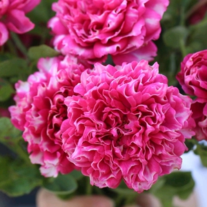 紫雾凝霜月季阳台盆栽浓香型好看好养的褶皱边欧月花苗多季节开花