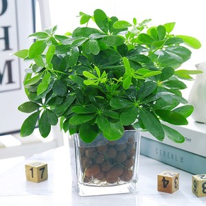 七叶莲水培盆栽属虎绿植物水养室内客厅旺宅招财鹅掌柴不需要阳光