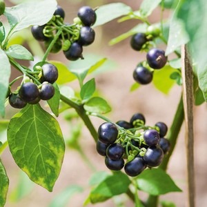 龙葵种子黑悠悠黑天天果种籽黄色果四季阳台盆栽水果野果种孑