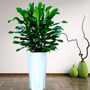 雅园绿植【时来运转】螺纹铁室内盆栽净化空气q吸甲醛济南免费送