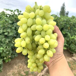 新疆马奶提子葡萄 无籽葡萄 青无籽葡萄 无籽青提苗 盆果树苗嫁接