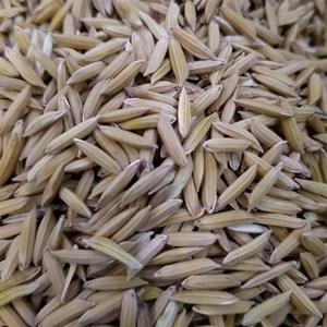 【香稻种子】细长粒浓香s食味金奖优质水稻谷种矮杆好吃中稻晚稻