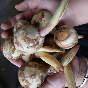 8010人付款天猫山慈菇250g慈姑山慈姑山茨菇非野生中药材新鲜云南毛