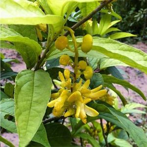 倒吊黄观音串黄花倒水莲树苗黄花远志观赏药用四季可种植