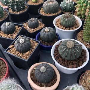 大型士童实生仙人球桌面稀有品种多肉植物盆栽仙人掌开花好养活