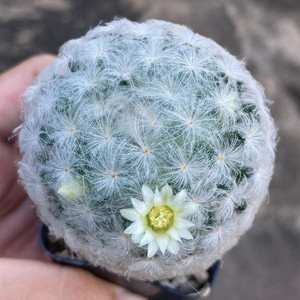 实生白星仙人球 仙人掌软毛多肉植物 开花无刺室内防辐射小盆栽
