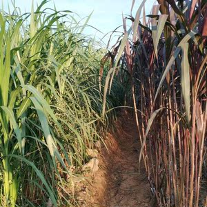 皇竹草种节红象草高产牧草种子四季无毛甜像巨菌草喂养猪羊牛马鱼