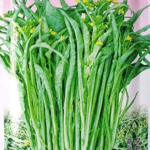 湖南热销脆甜柳叶菜心十月柳叶菜心柳叶卷心菜春秋冬播种菜苔种子