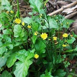 黄鹌菜种子一支香三枝香山飞龙野生黄花枝香疔仔草假飞龙草一年生