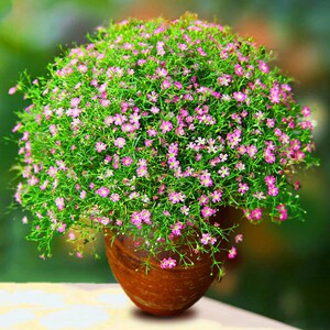 满天星花盆栽净化空气