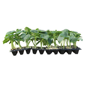 寿光春季蔬菜苗秧大全辣椒秧苗菜苗春天种的阳台番茄黄瓜各种