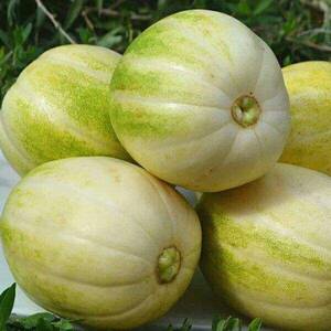 内蒙巴盟香瓜甜瓜新鲜当季水果五原特产白莲脆应季香瓜5斤整包邮