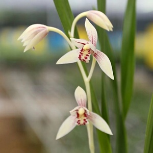 建兰四季兰浓香白花彩心云卉白娘子好养兰花阳台室内花卉绿植盆栽