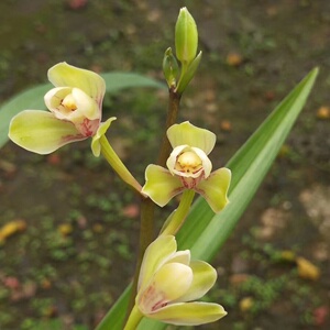 建兰四季兰原生老种八大名品之一梅瓣黄光登室内阳台花卉绿植盆栽