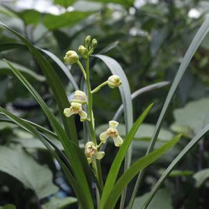 建兰四季兰原生老种名贵兰花一品梅盖梅八大名品之一浓香建兰花卉