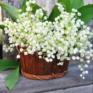 荷兰进口铃兰种球水培浓香花卉种根四季盆栽室内水养当年开花绿植