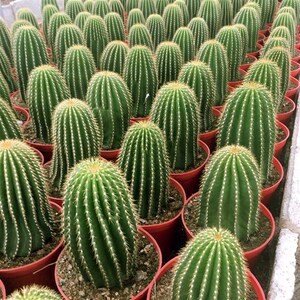 花龙园艺 龙凤柱 大s型仙人柱 大凤龙 易群生 基地直供