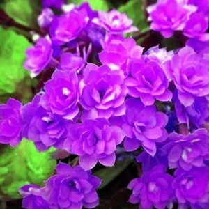 长寿花重花瓣盆栽