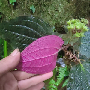 野生叶底红全草深山草药红面飞杨江南野海棠还魂红假紫苏大毛蛇