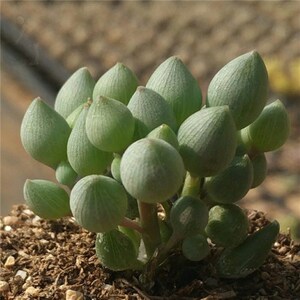 k菊科盆栽容物珠佛提神非常植易千里h光西瓜球春季多肉锦上珠卧室