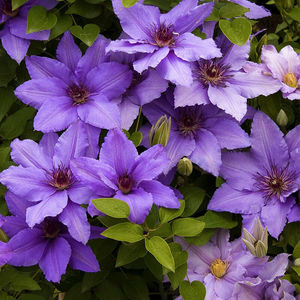 虹越进口铁线莲精品花苗大规格易养护花园庭院盆栽地栽装饰爬