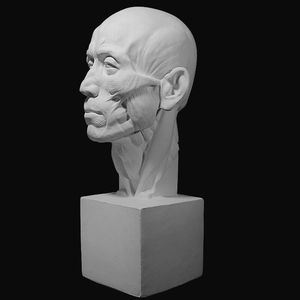 58cm渔民石膏像肌肉人物农民头像切面美术班教具素描石膏静物模型