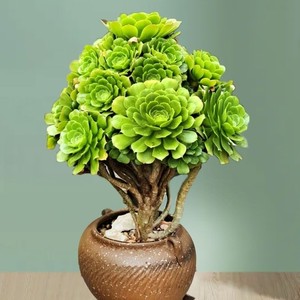 忍待乐淘宝魔法师多肉植物满紫羊绒玫瑰法师室内外绿植黑墨法师露养