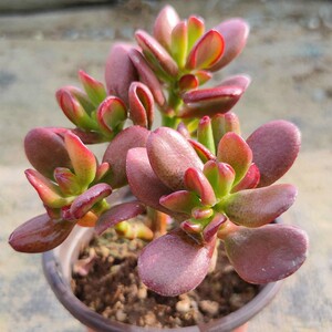 招财猫 多肉植物红色小老桩好玉树养肉肉盆景花卉盆栽云南发包邮