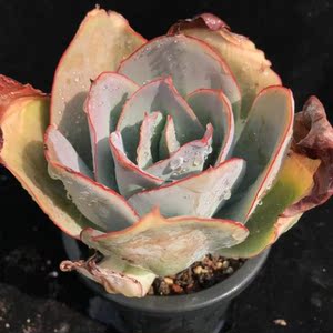 云南精品多肉卢浮宫稀有品种精品萌肉盆栽新手植物防辐射