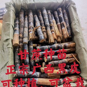 30根正宗广西黑皮甘蔗种子水果甘蔗种苗种植种籽红皮甘蔗苗紫皮