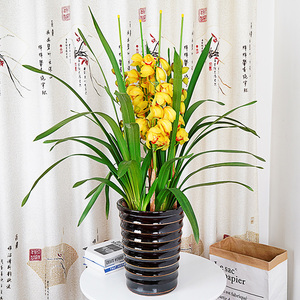 小斌日用网络零售伍店淘宝春节室内鲜花盆栽大花蕙兰盆景花卉兰花苗