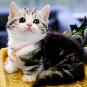 起司猫幼崽纯种