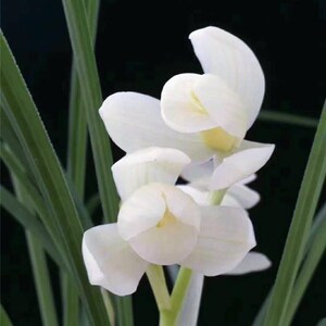 包邮当年开花云南名品兰花苗  莲瓣兰【永怀素】浓香阳台庭院绿植