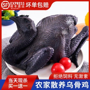 沃农正宗乌鸡买一送一新鲜现杀月子鸡乌骨鸡鸡肉农家土鸡走地鸡