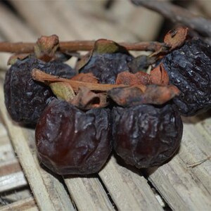 黑柿子有核软枣 圆枣 黑枣小柿子  多核野柿子  零食 药用 500g多