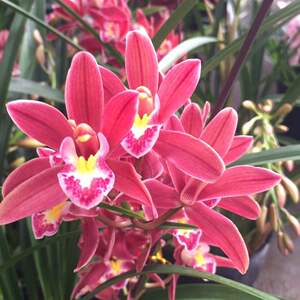 新款金边矮种紫妖姬四季兰花苗花期带花苞出售p建栽内室花卉盆兰