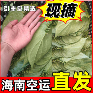 海南空运包邮/小张/的万宁陵水新鲜云南人爱吃的槟榔叶篓叶老荖叶