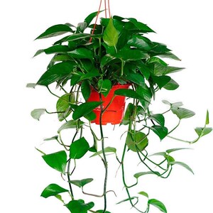 植物室内大盘客厅大型绿萝花盆大号吊i盆悬挂式长腾吊篮花卉植物