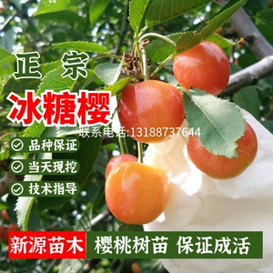 樱桃树苗冰糖樱庭院地栽南北方种植大樱桃盆栽嫁接果树苗当年结果