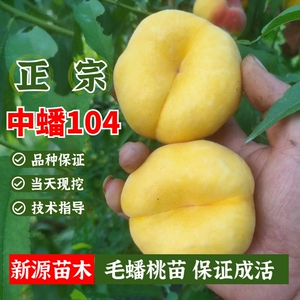 【黄金蟠桃苗晚熟】黄金蟠桃苗晚熟品牌,价格 - 阿里巴巴