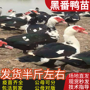 苗脱温鸭苗黑番鸭活体鸳鸯鸭藤子鸭建鸭活体腾飞家禽孵化有限公司