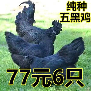 纯种半大五黑鸡黑凤脱温苗土鸡五黑一绿鸡绿壳蛋鸡黑鸡黑乌鸡成年