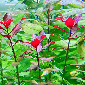 鲁宾叶底红中后景红色水草皮实好养适合新手