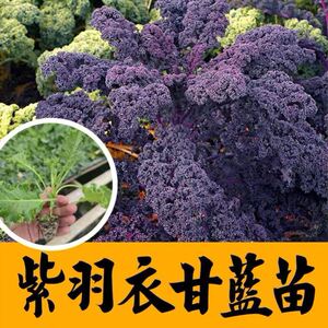 紫绿羽衣甘蓝苗小苗菜苗秧苗高产四季盆栽甘蓝菜无公害蔬菜苗种子