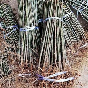 樱桃实生苗大青叶山樱桃苗樱桃砧木苗未嫁接樱桃树直生原生果树苗