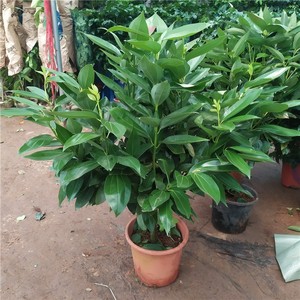 平安树客厅盆栽大型植物室内大棵摆件办公室花卉大盆景绿植幸福树