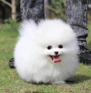 纯种白色博美犬幼犬长不大袖珍茶杯体俊介活体宠物小体家养狗狗