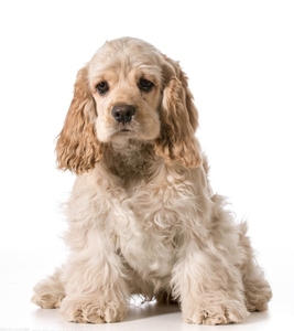 可卡犬纯种英卡幼犬美卡狗黄黑花色可卡猎犬卷毛狗活体宠物可卡狗