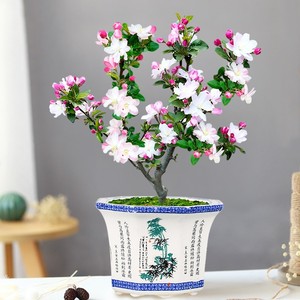 新款海棠花盆g栽室内外庭院花卉植物花季易活棠花长寿冠海开四树